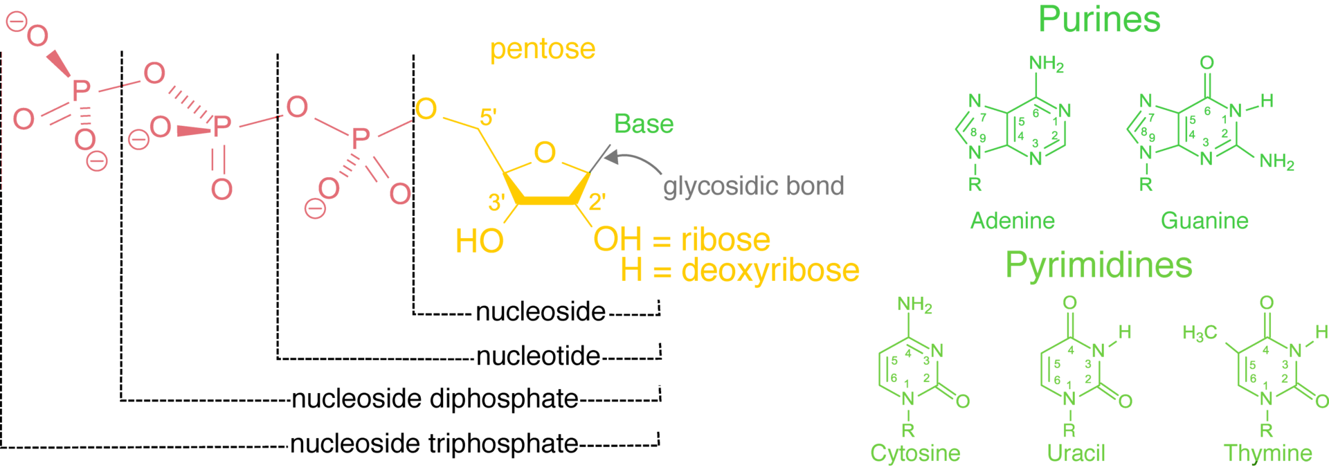Nucleotide Visualsation Nucleotides